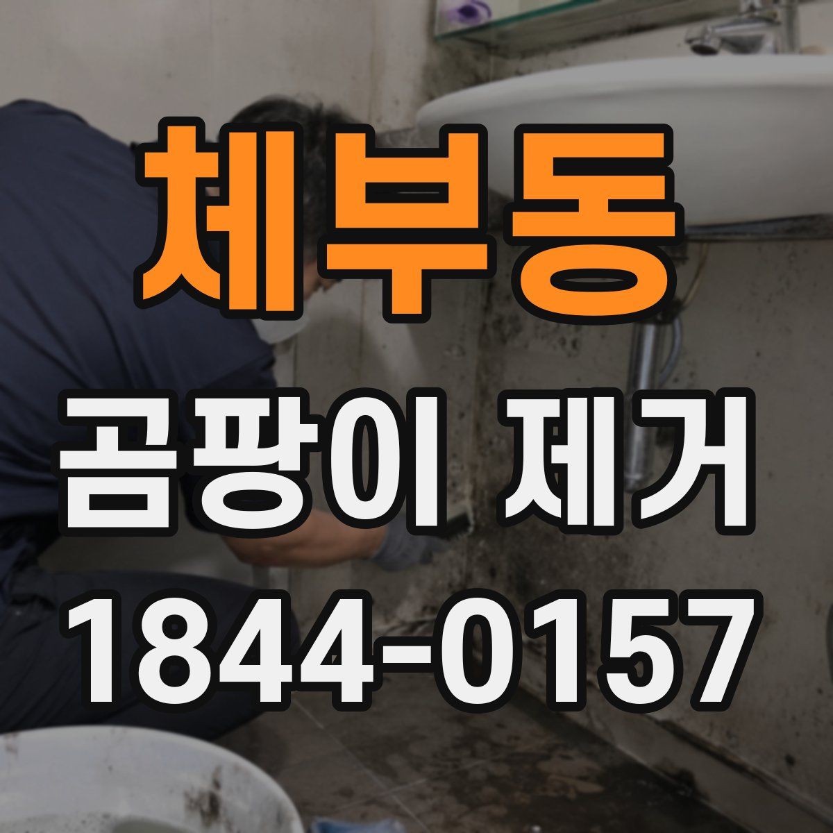 체부동 곰팡이 제거