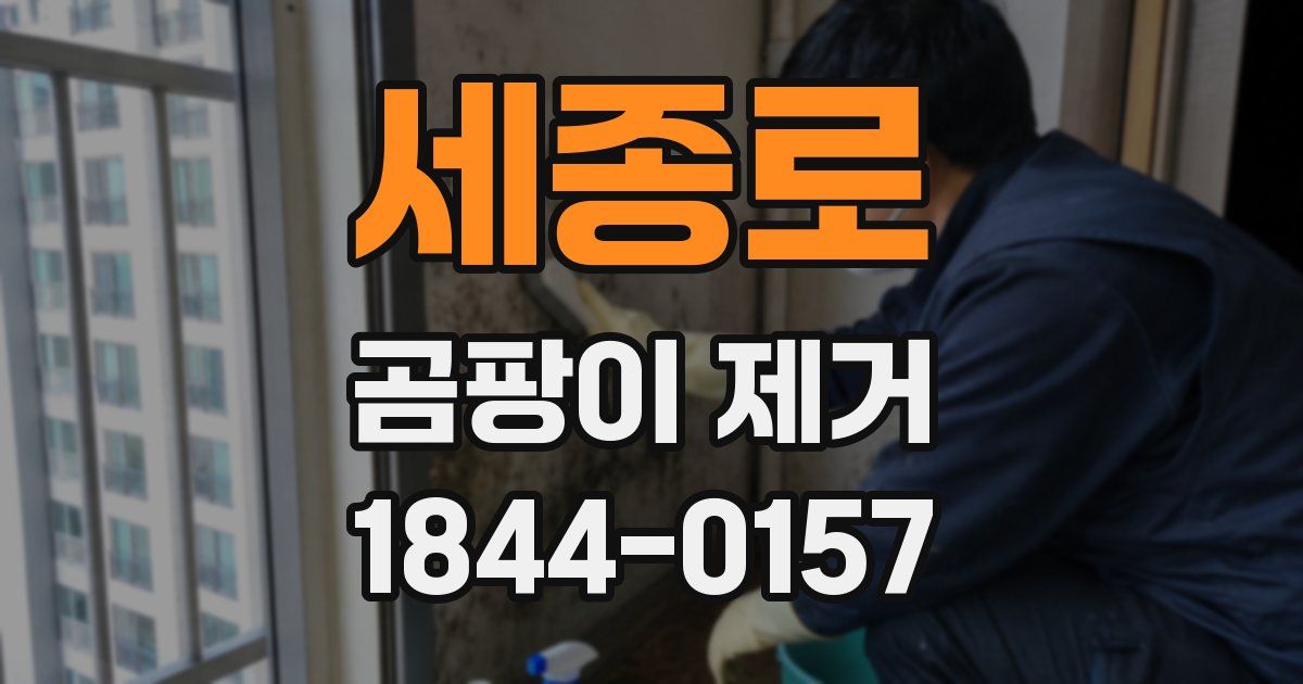 세종로 곰팡이 제거