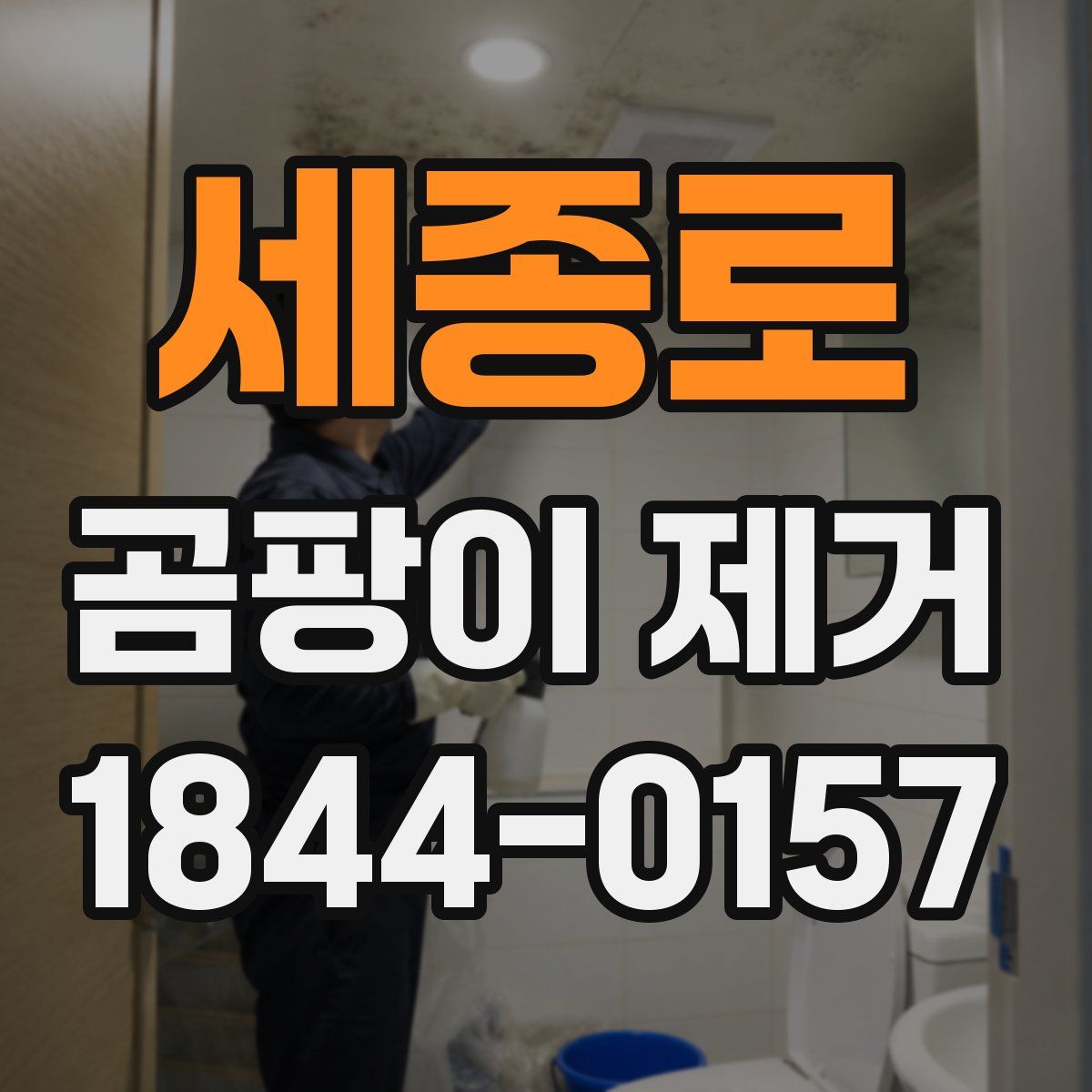 세종로 곰팡이 제거