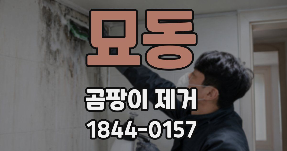 묘동 곰팡이 제거