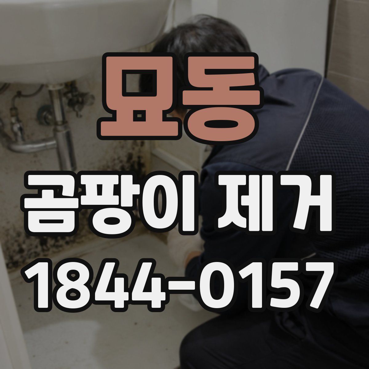 묘동 곰팡이 제거