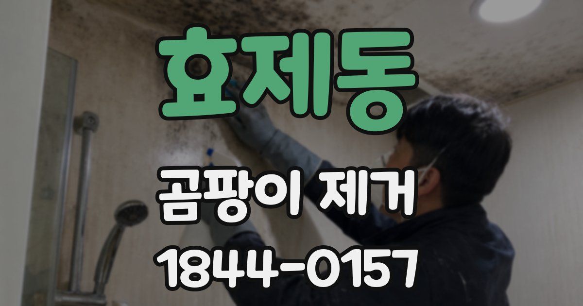 효제동 곰팡이 제거