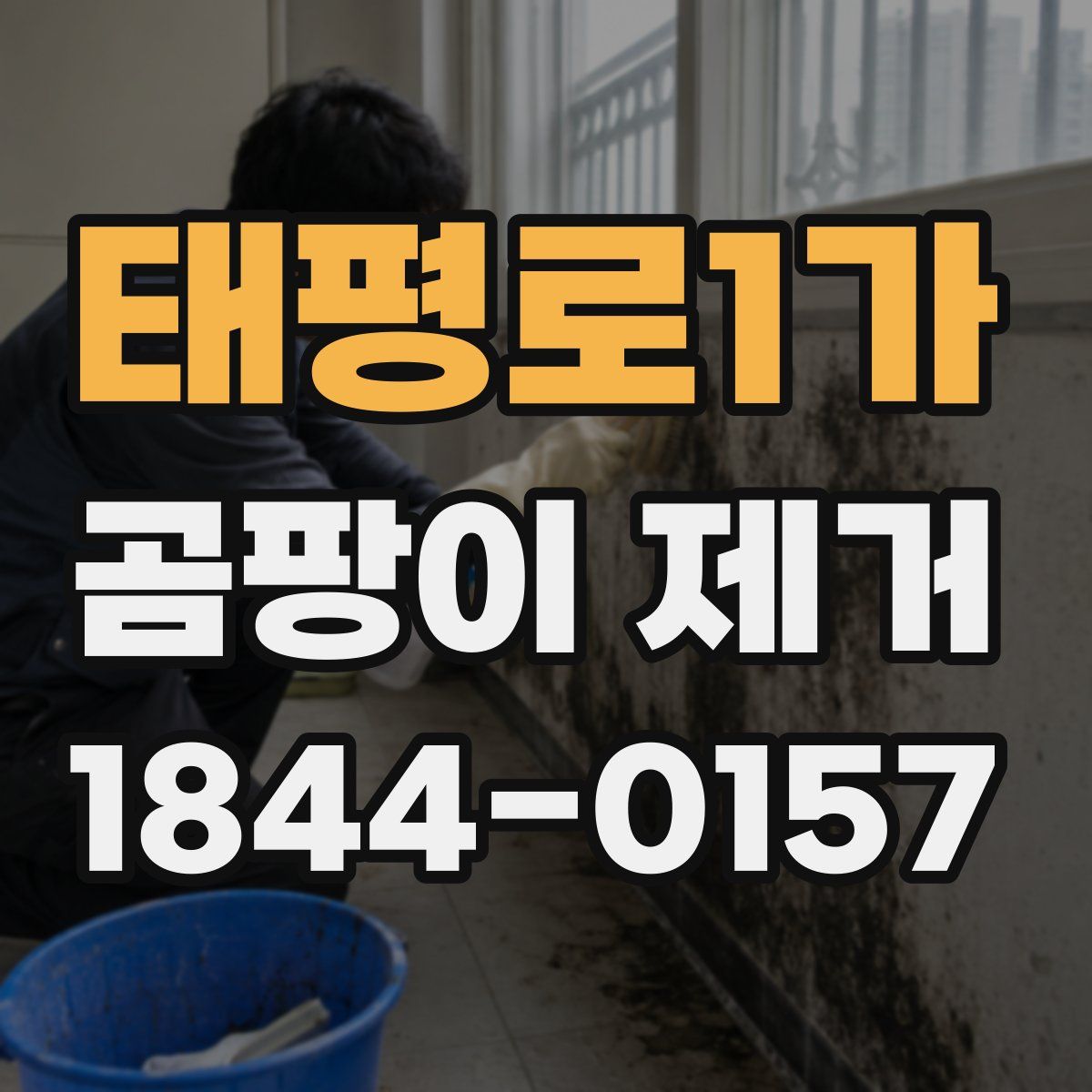 태평로1가 곰팡이 제거