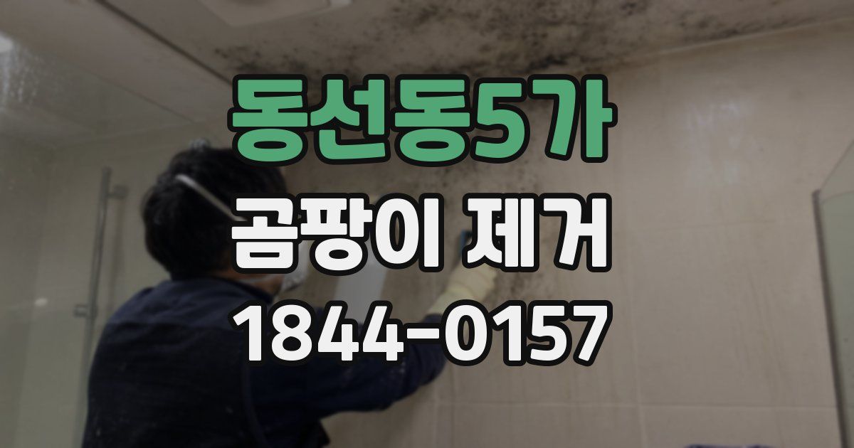 동선동5가 곰팡이 제거