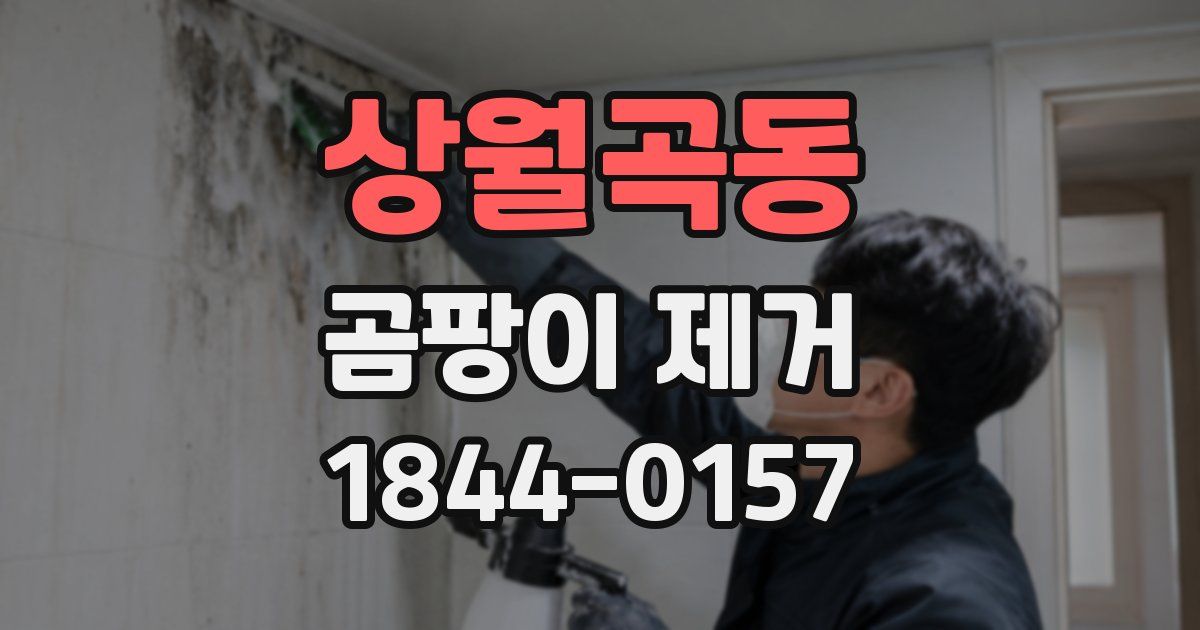 상월곡동 곰팡이 제거