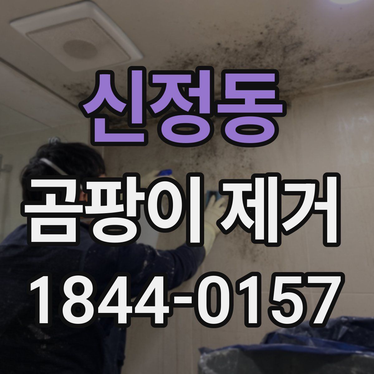 신정동 곰팡이 제거
