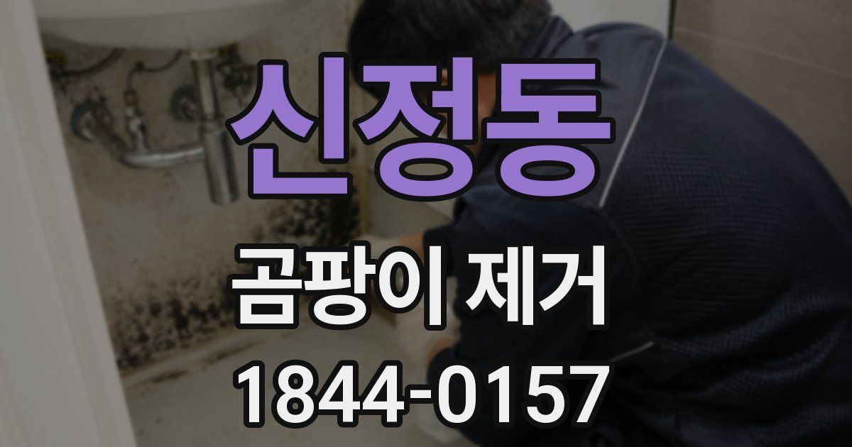 신정동 곰팡이 제거