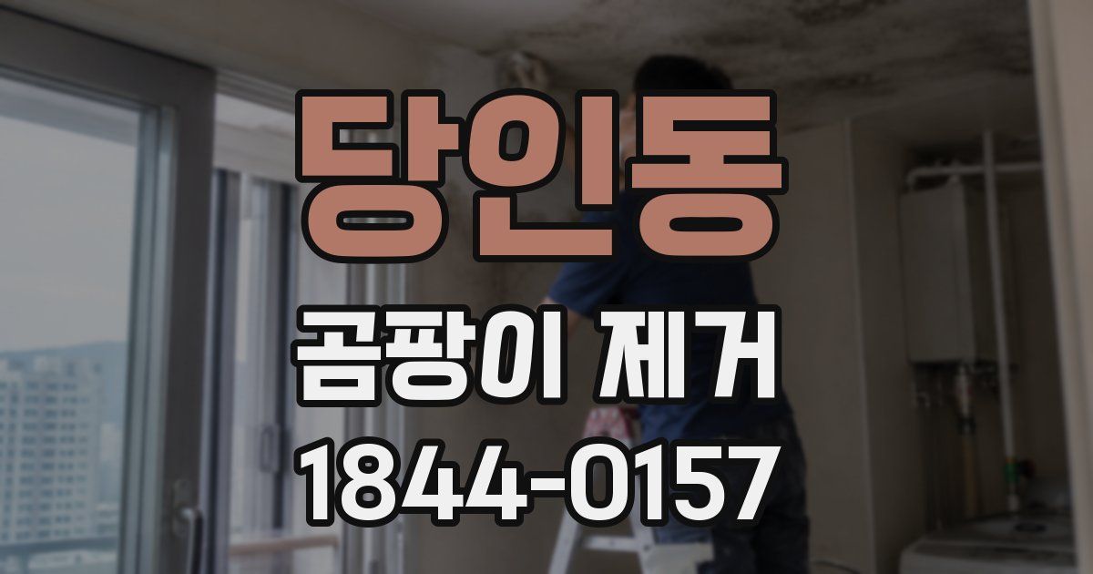 당인동 곰팡이 제거