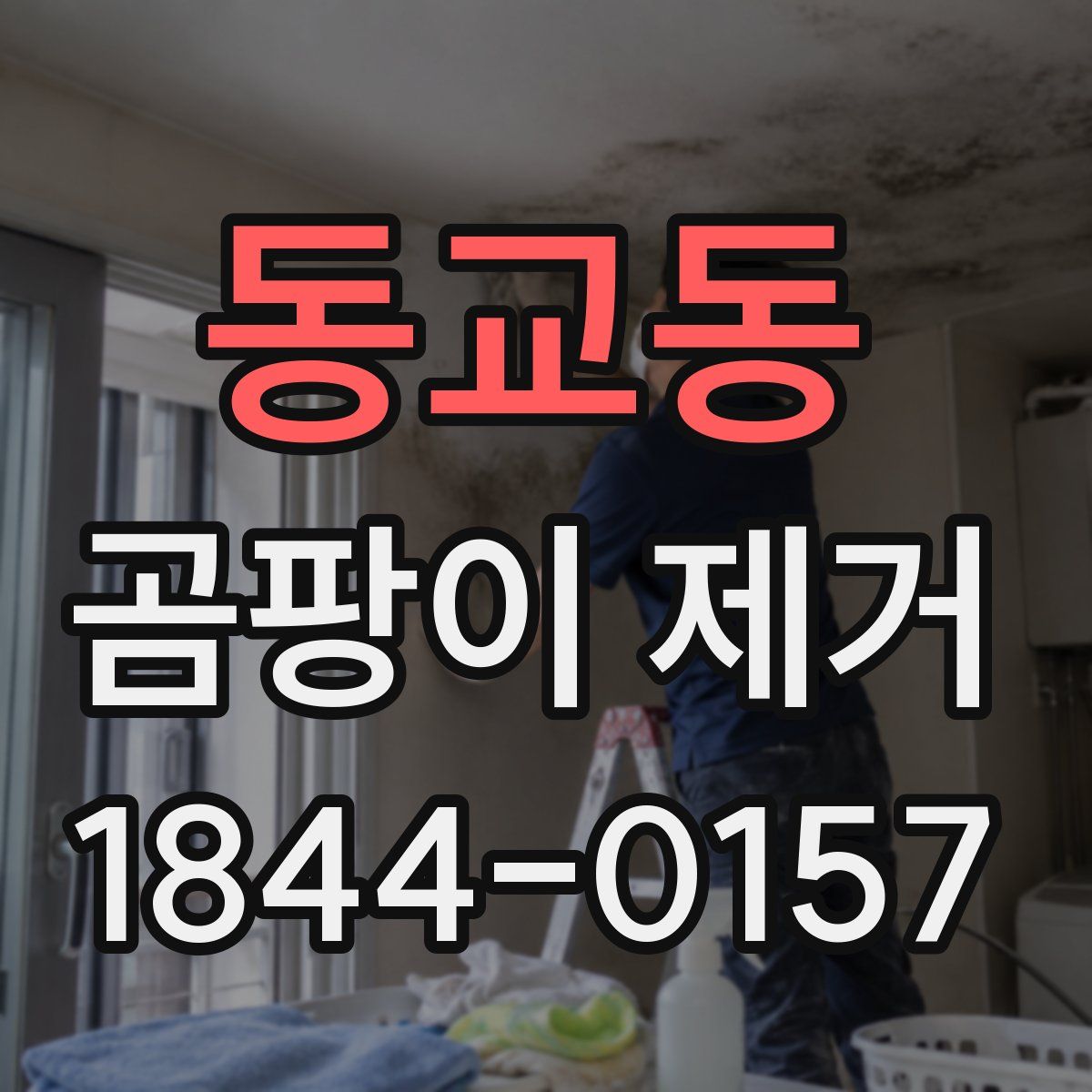 동교동 곰팡이 제거