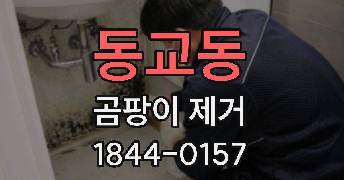 동교동 곰팡이 제거