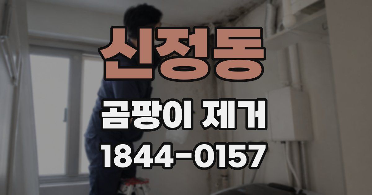 신정동 곰팡이 제거