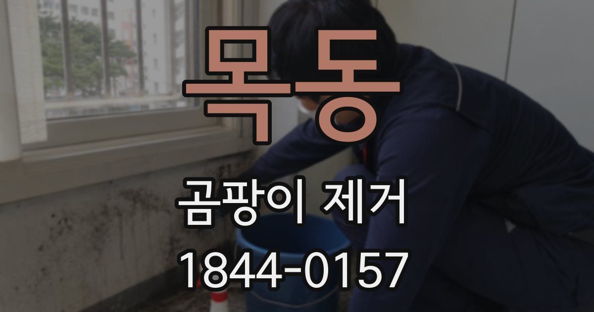 목동 곰팡이 제거