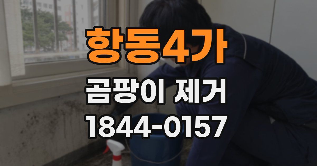 항동4가 곰팡이 제거