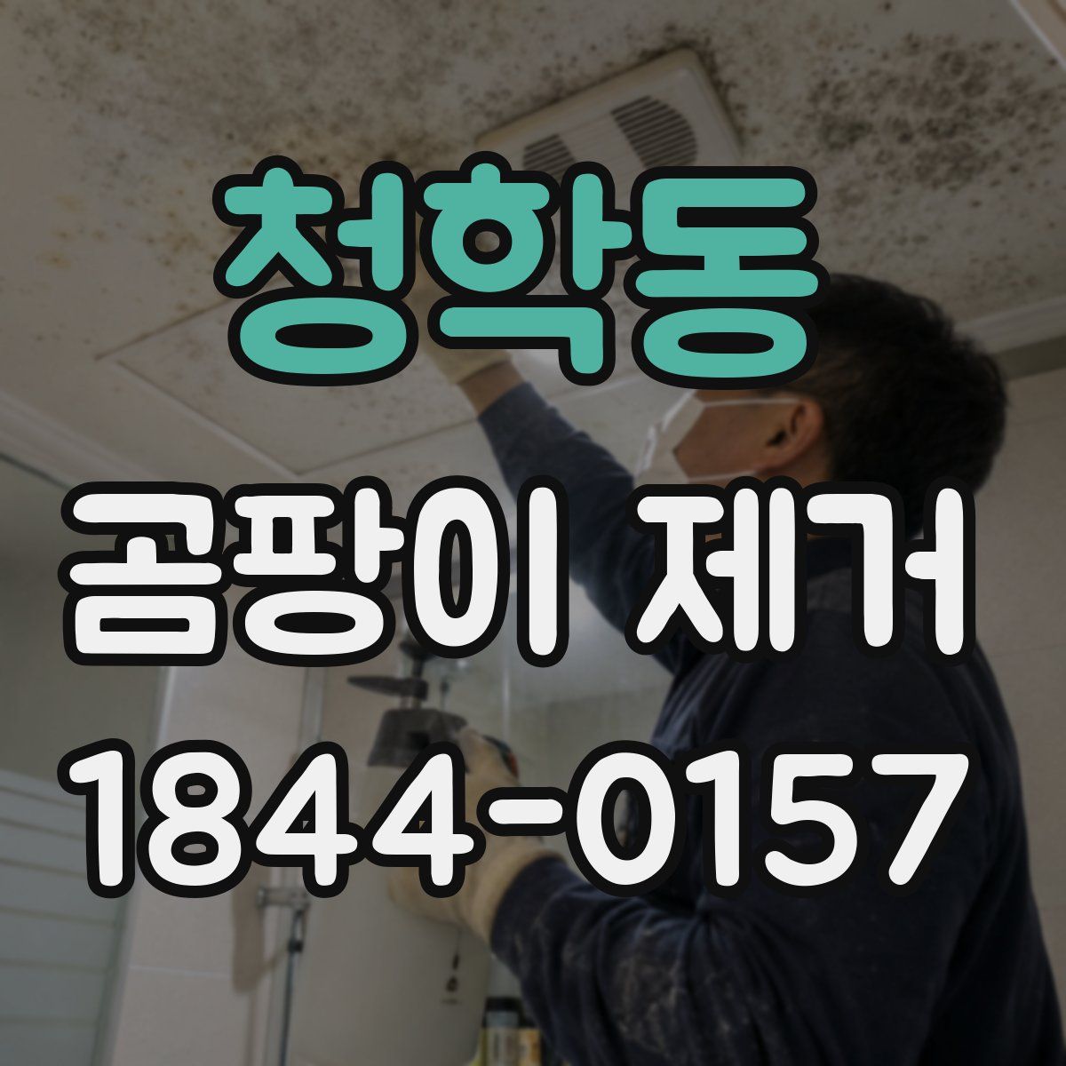 청학동 곰팡이 제거