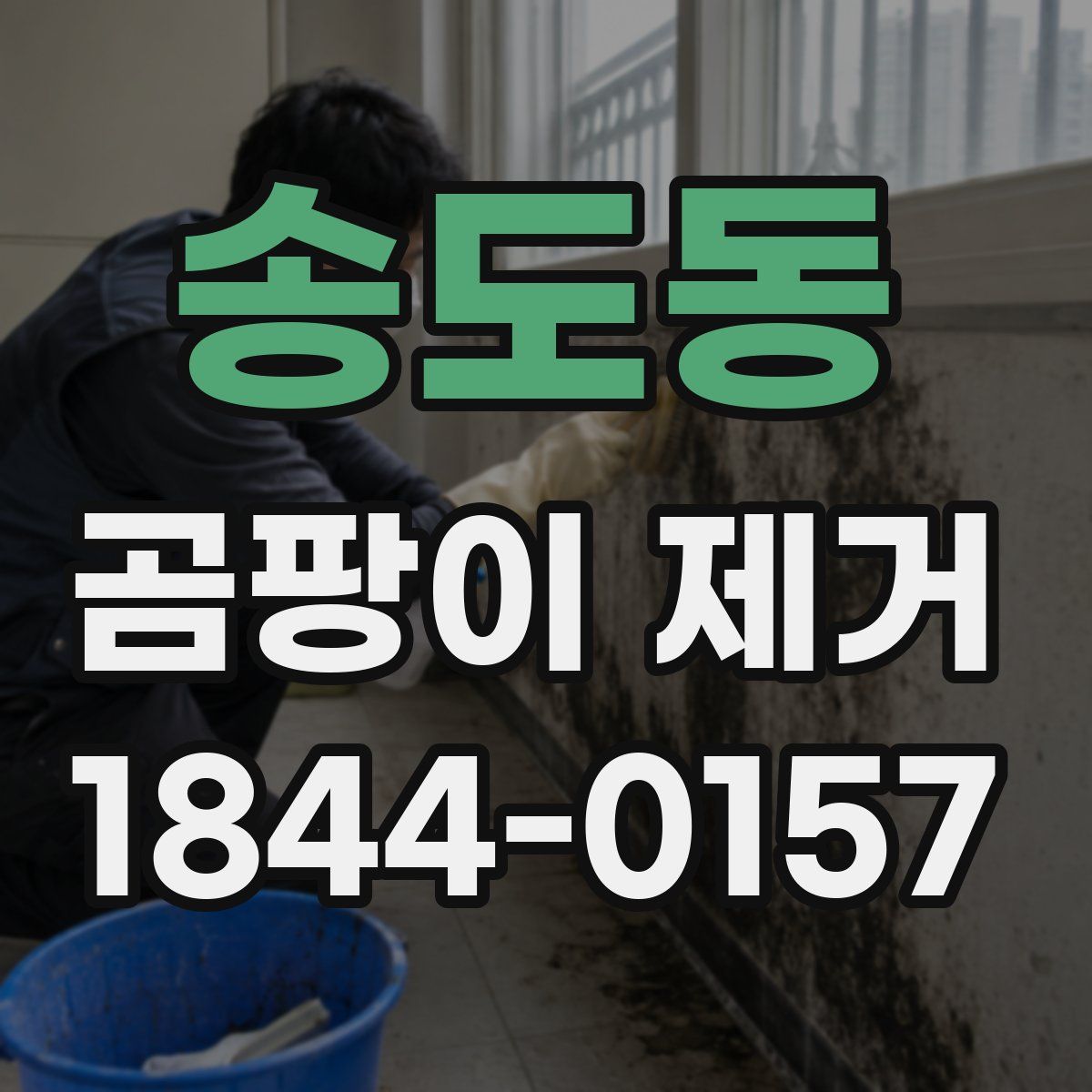 송도동 곰팡이 제거