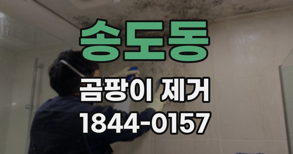 송도동 곰팡이 제거