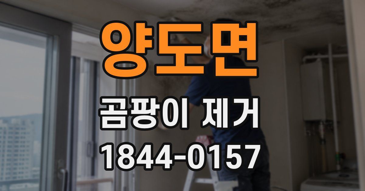 양도면 곰팡이 제거