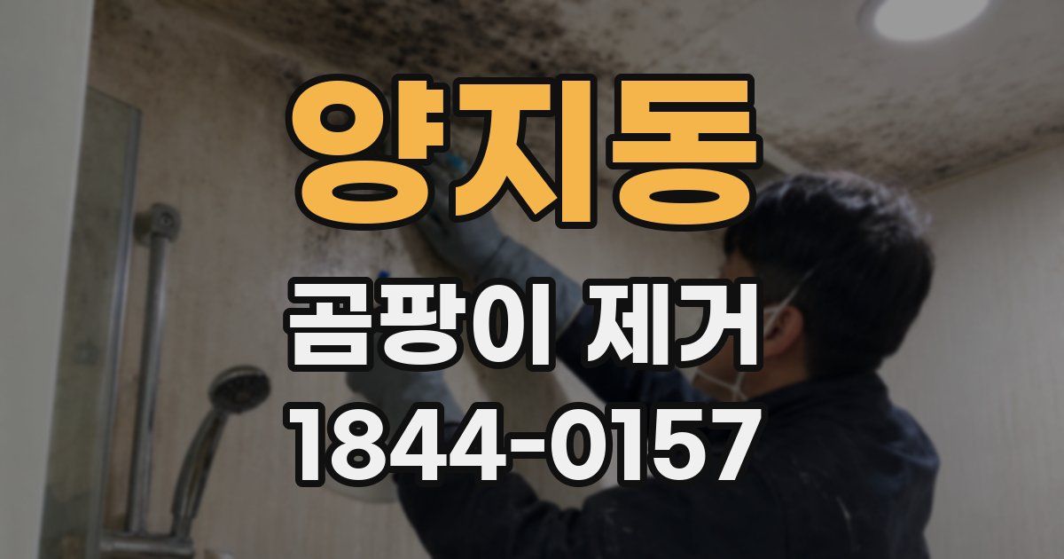 양지동 곰팡이 제거