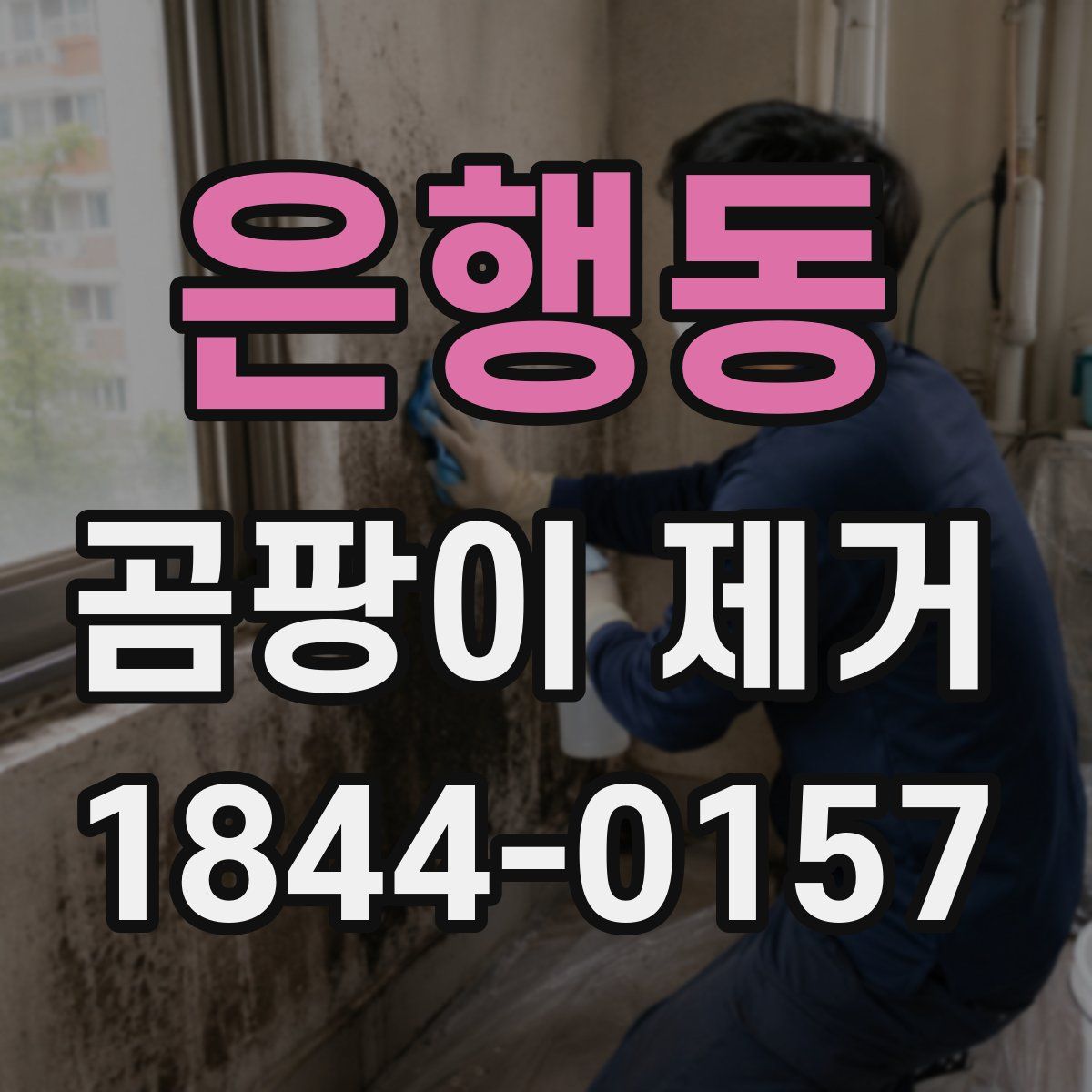 은행동 곰팡이 제거