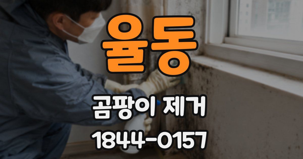 율동 곰팡이 제거