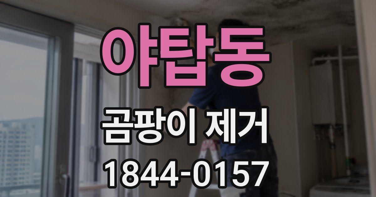 야탑동 곰팡이 제거