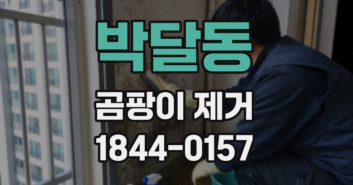 박달동 곰팡이 제거
