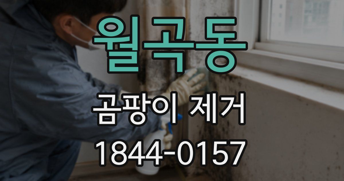 월곡동 곰팡이 제거