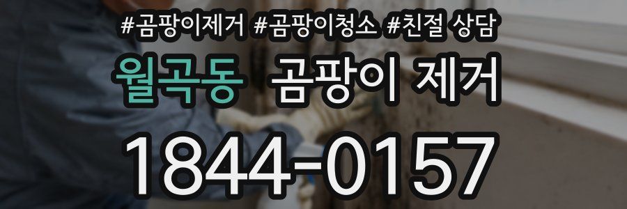 월곡동 곰팡이 제거