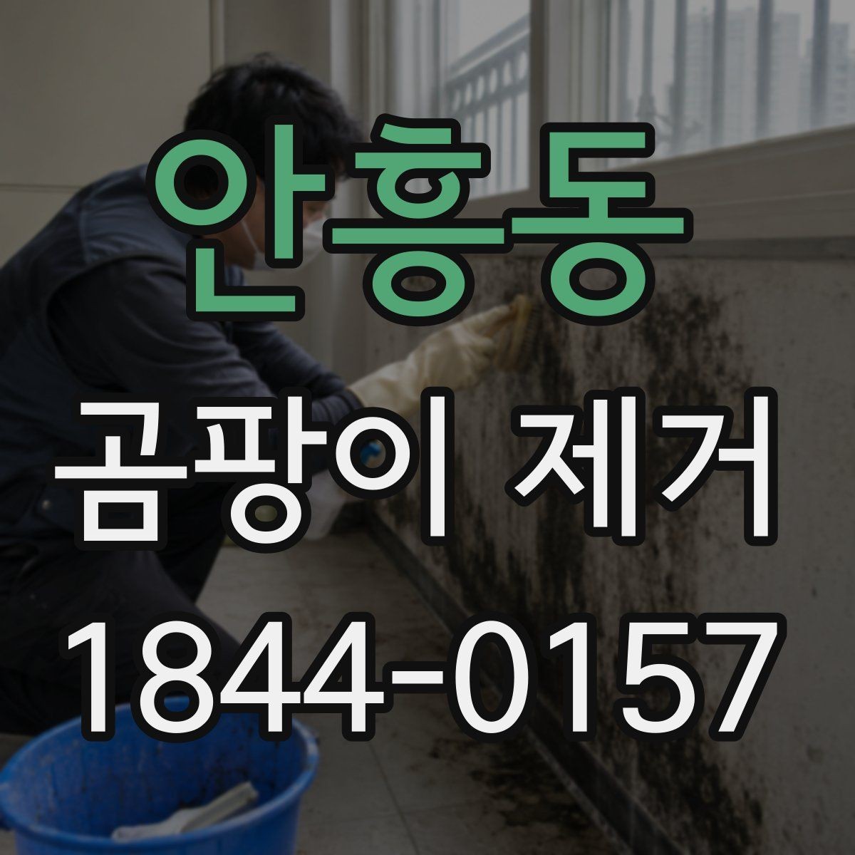 안흥동 곰팡이 제거 전문 작업이 필요한 경우 알아보기