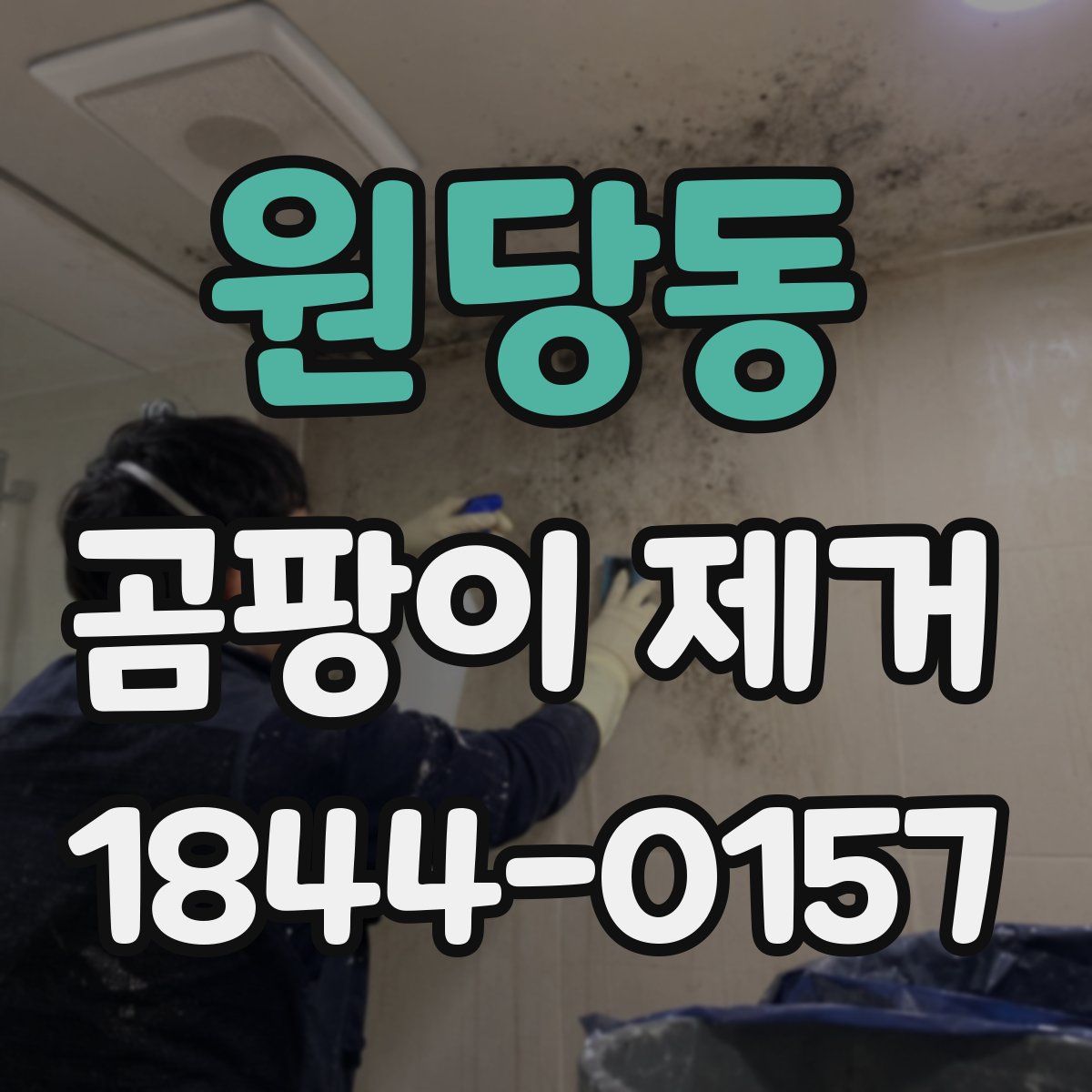 원당동 곰팡이 제거