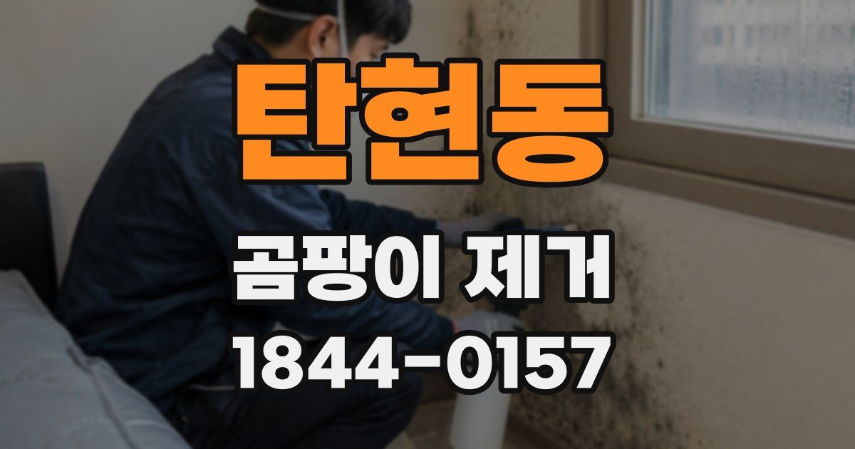 탄현동 곰팡이 제거