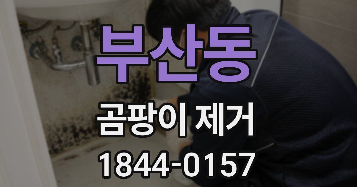 부산동 곰팡이 제거
