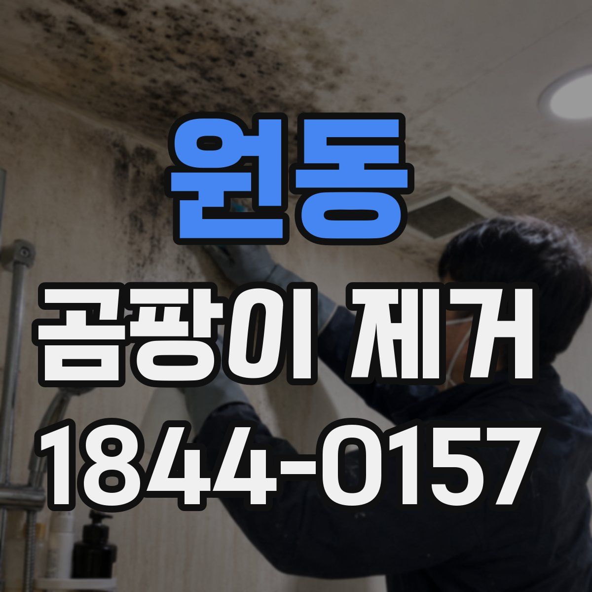 원동 곰팡이 제거