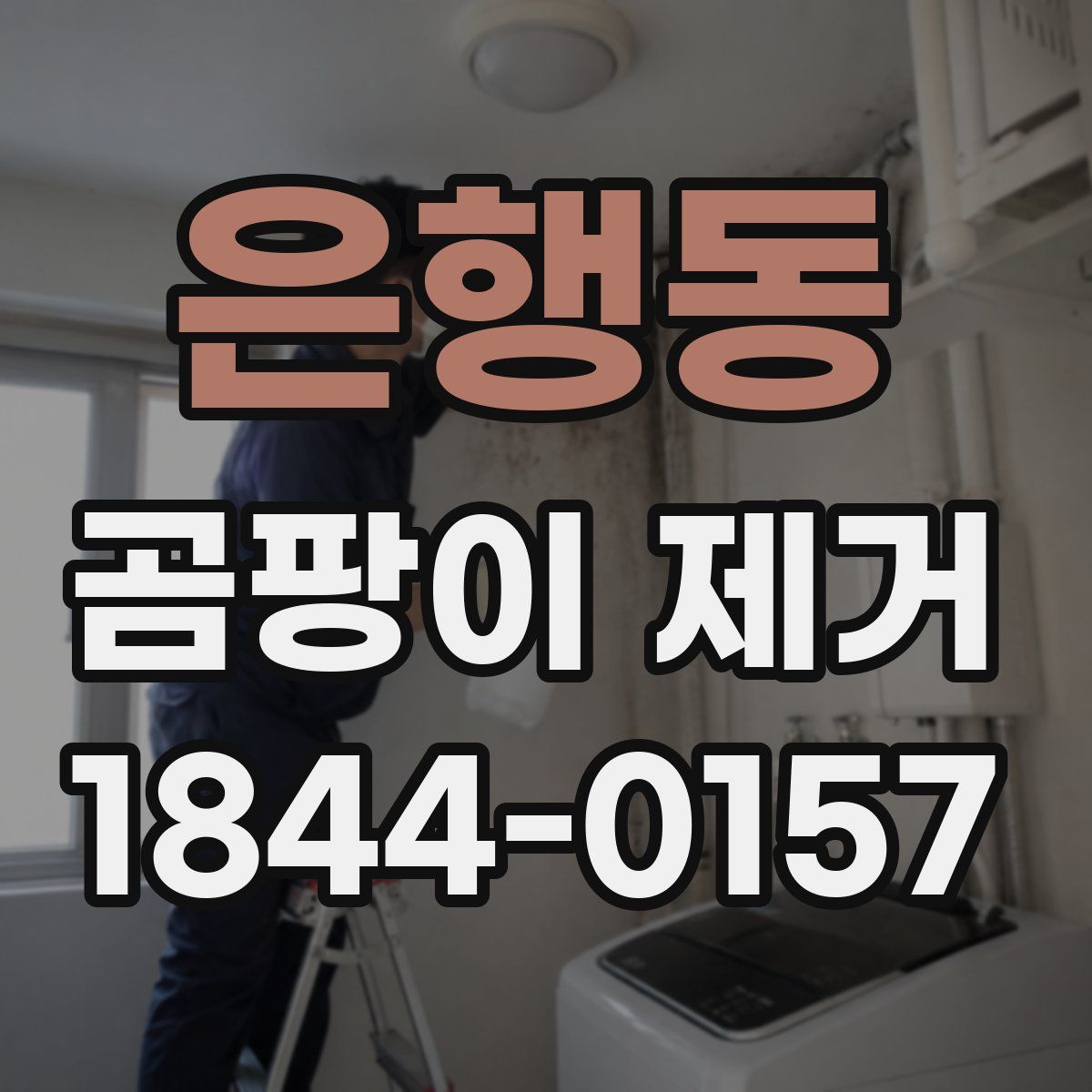 은행동 곰팡이 제거