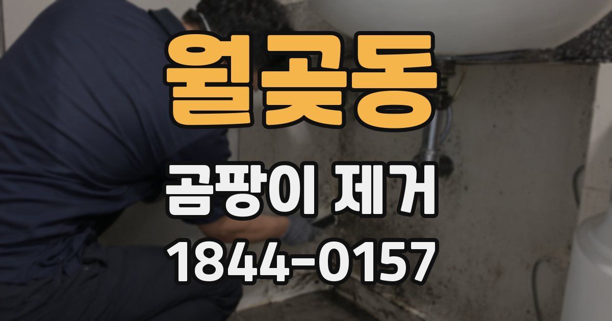 월곶동 곰팡이 제거