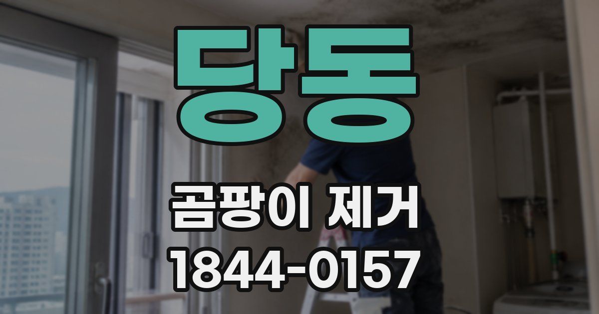 당동 곰팡이 제거