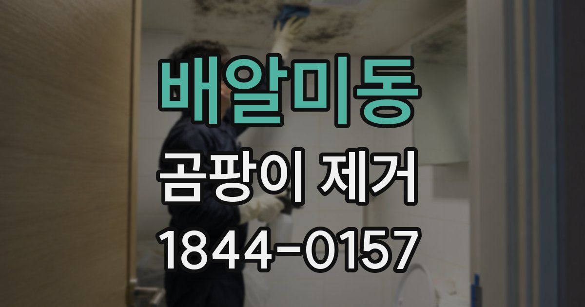 배알미동 곰팡이 제거