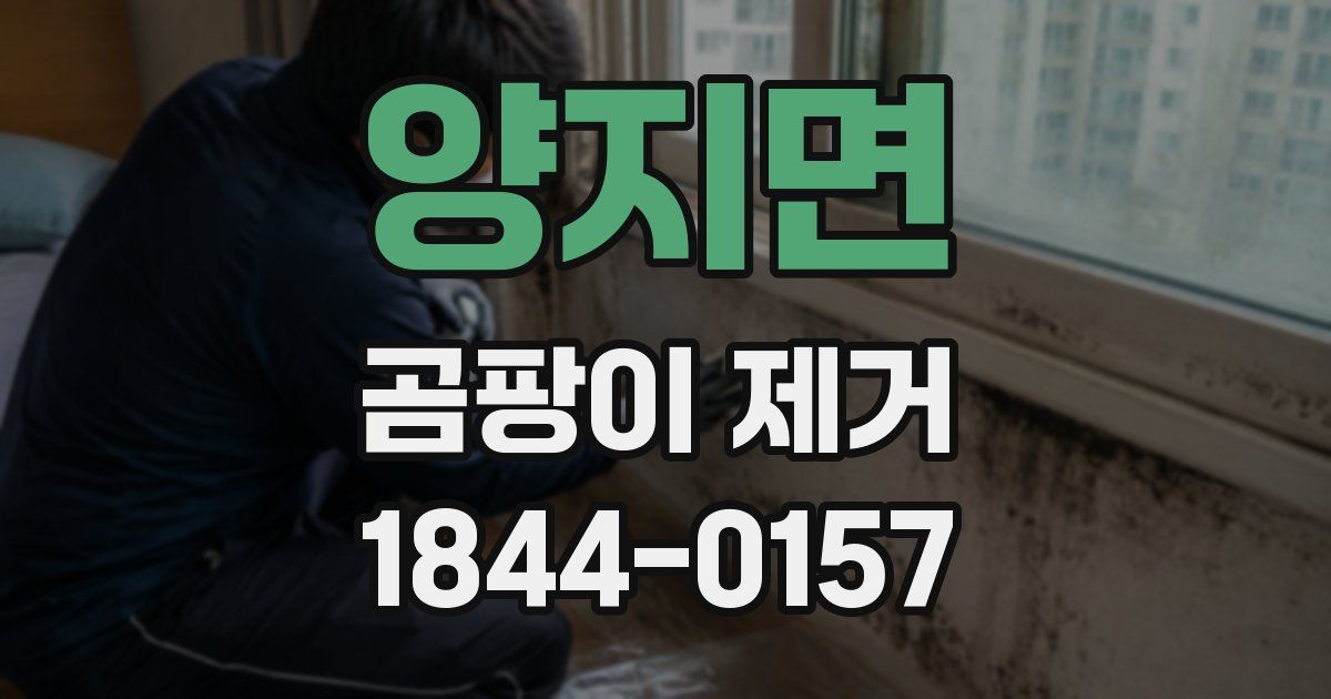 양지면 곰팡이 제거