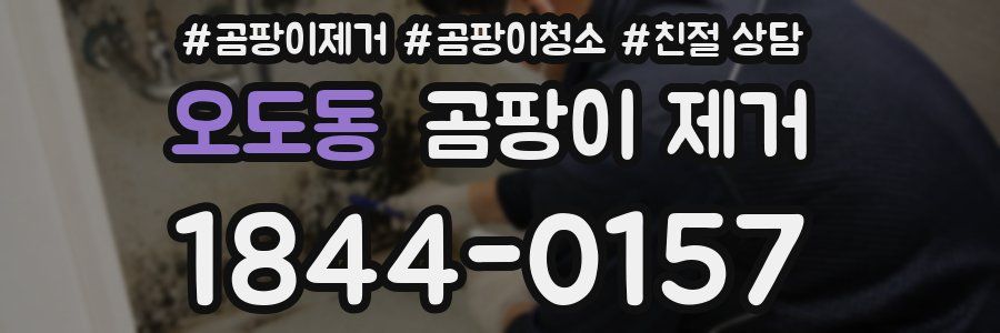 오도동 곰팡이 제거
