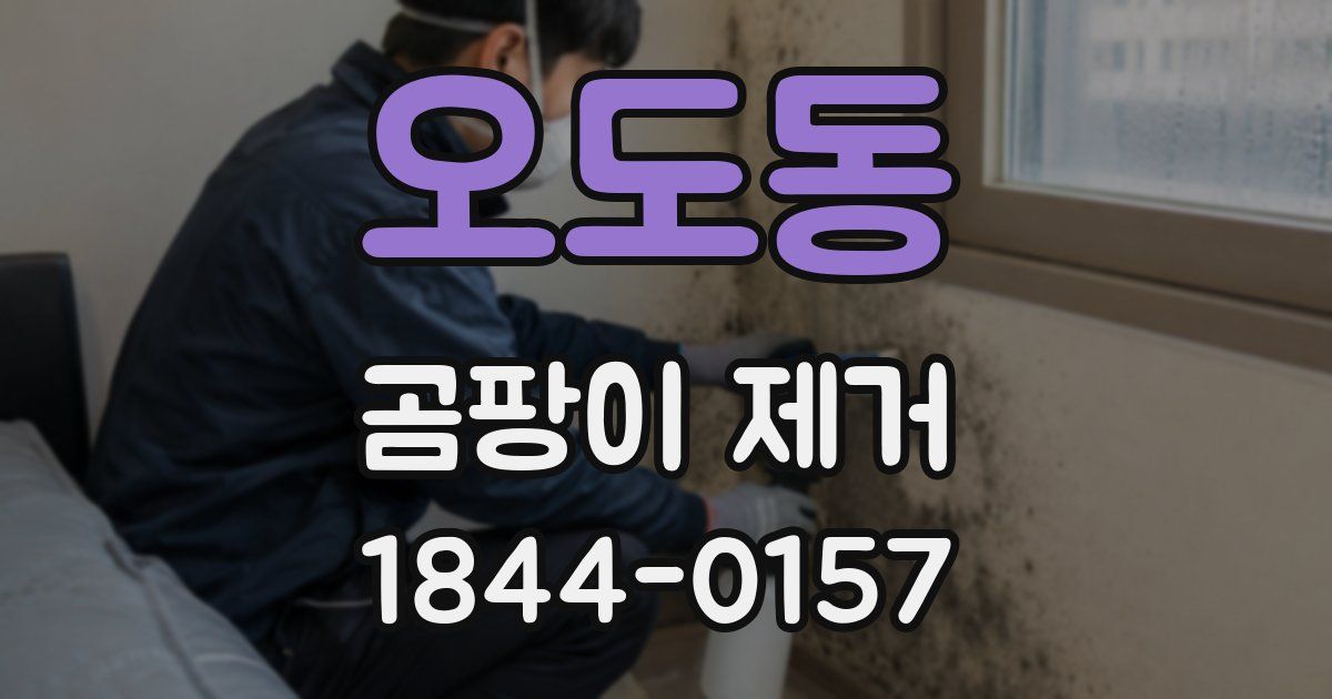 오도동 곰팡이 제거
