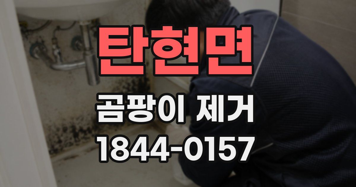 탄현면 곰팡이 제거