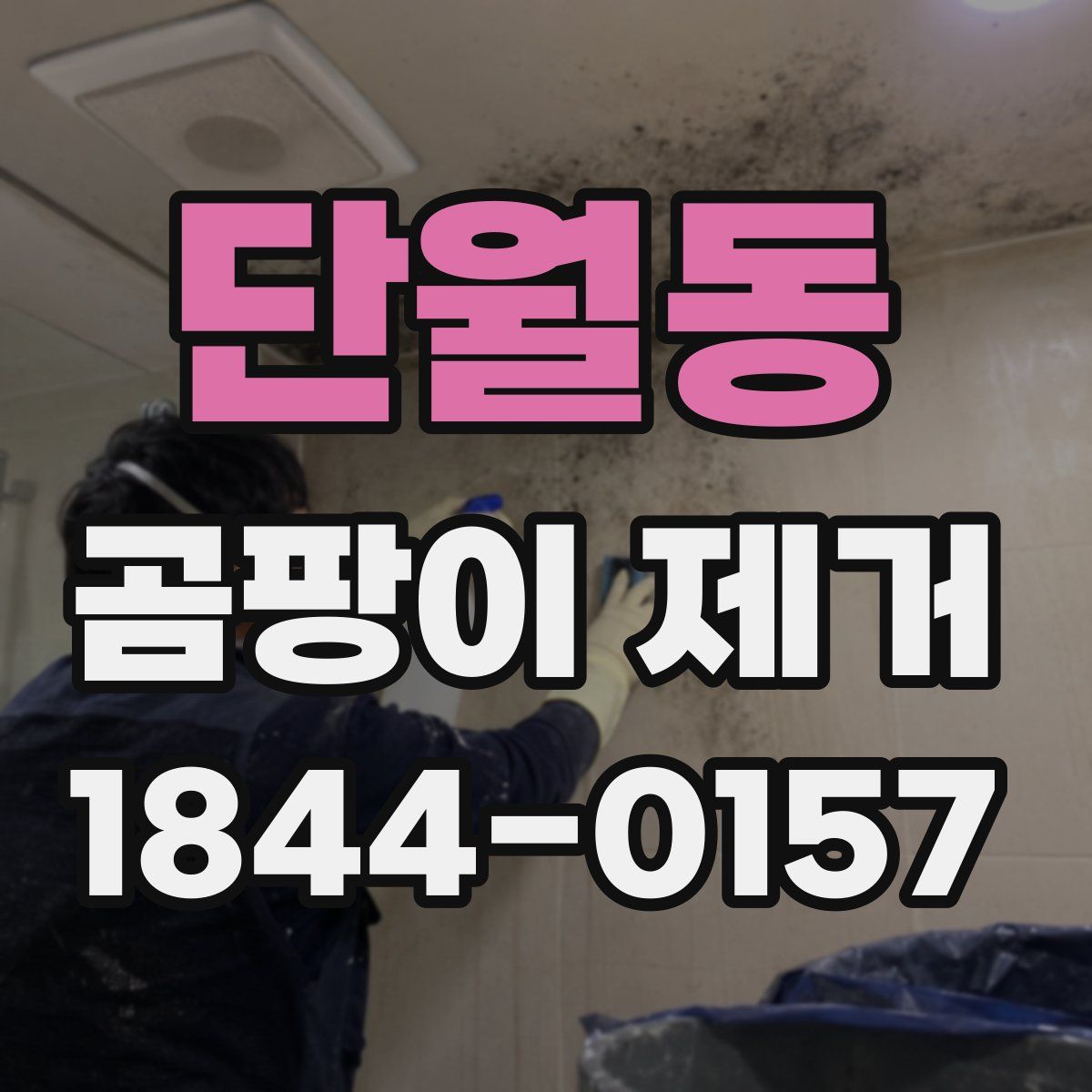 단월동 곰팡이 제거