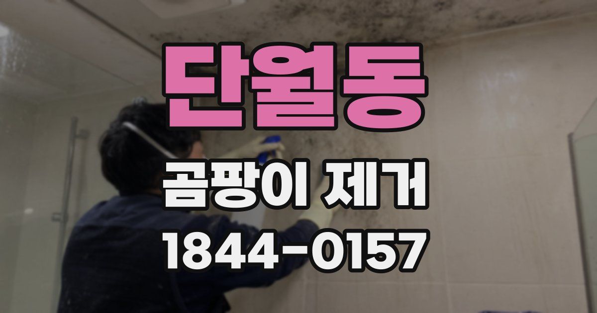 단월동 곰팡이 제거