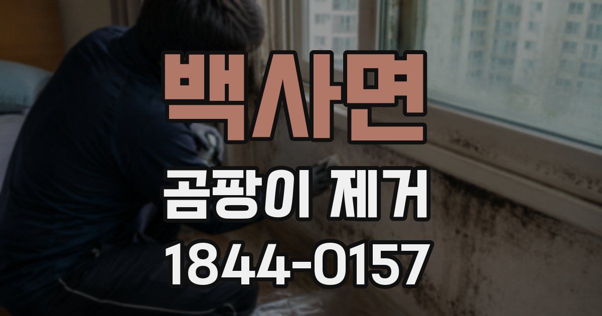 백사면 곰팡이 제거