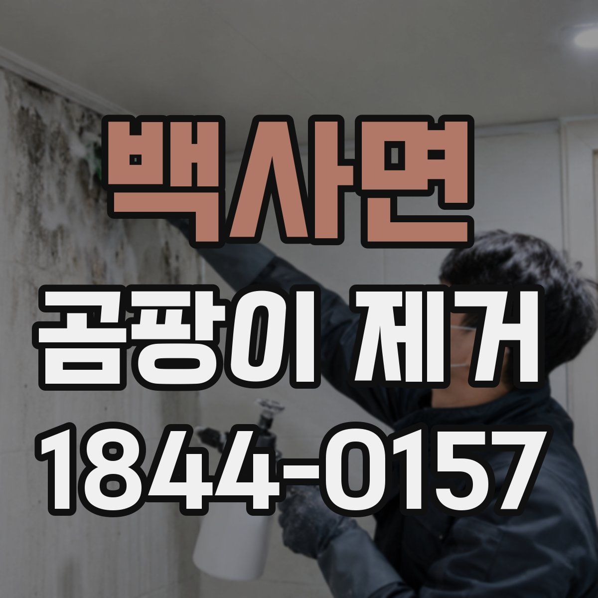 백사면 곰팡이 제거