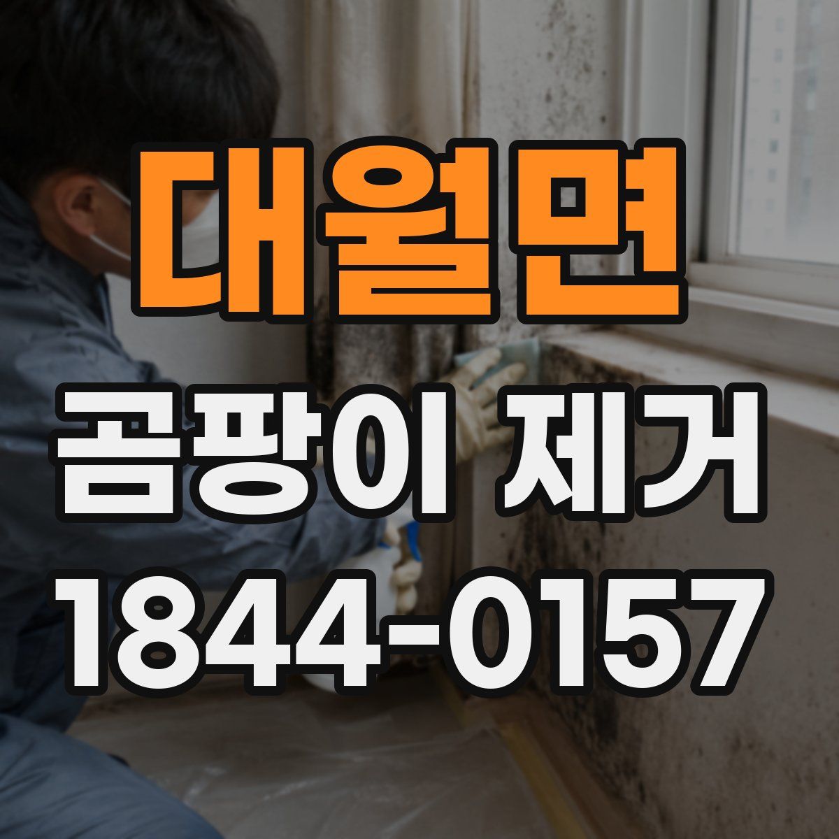 대월면 곰팡이 제거