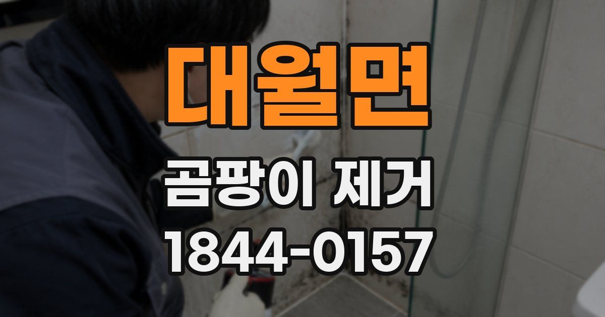대월면 곰팡이 제거