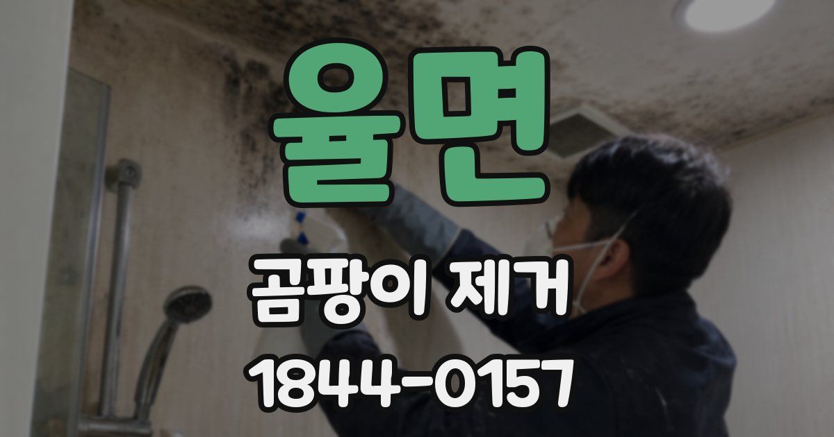 율면 곰팡이 제거