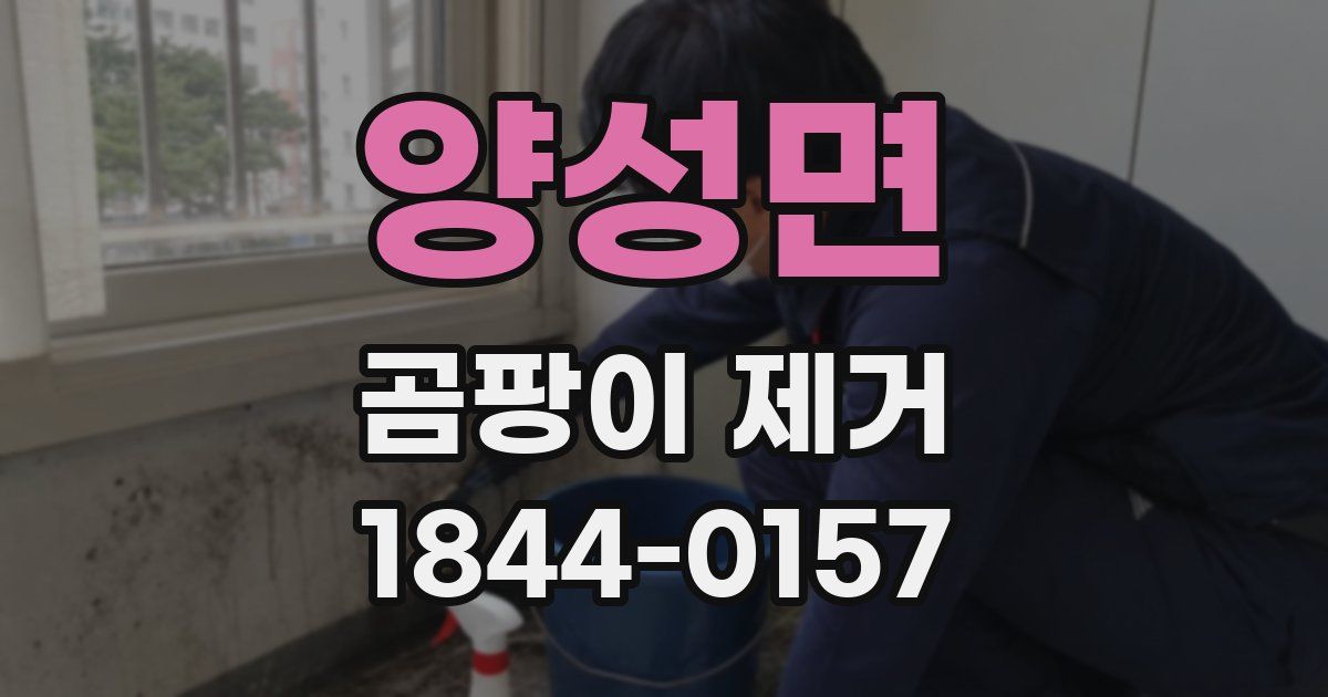 양성면 곰팡이 제거