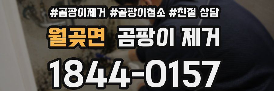 월곶면 곰팡이 제거